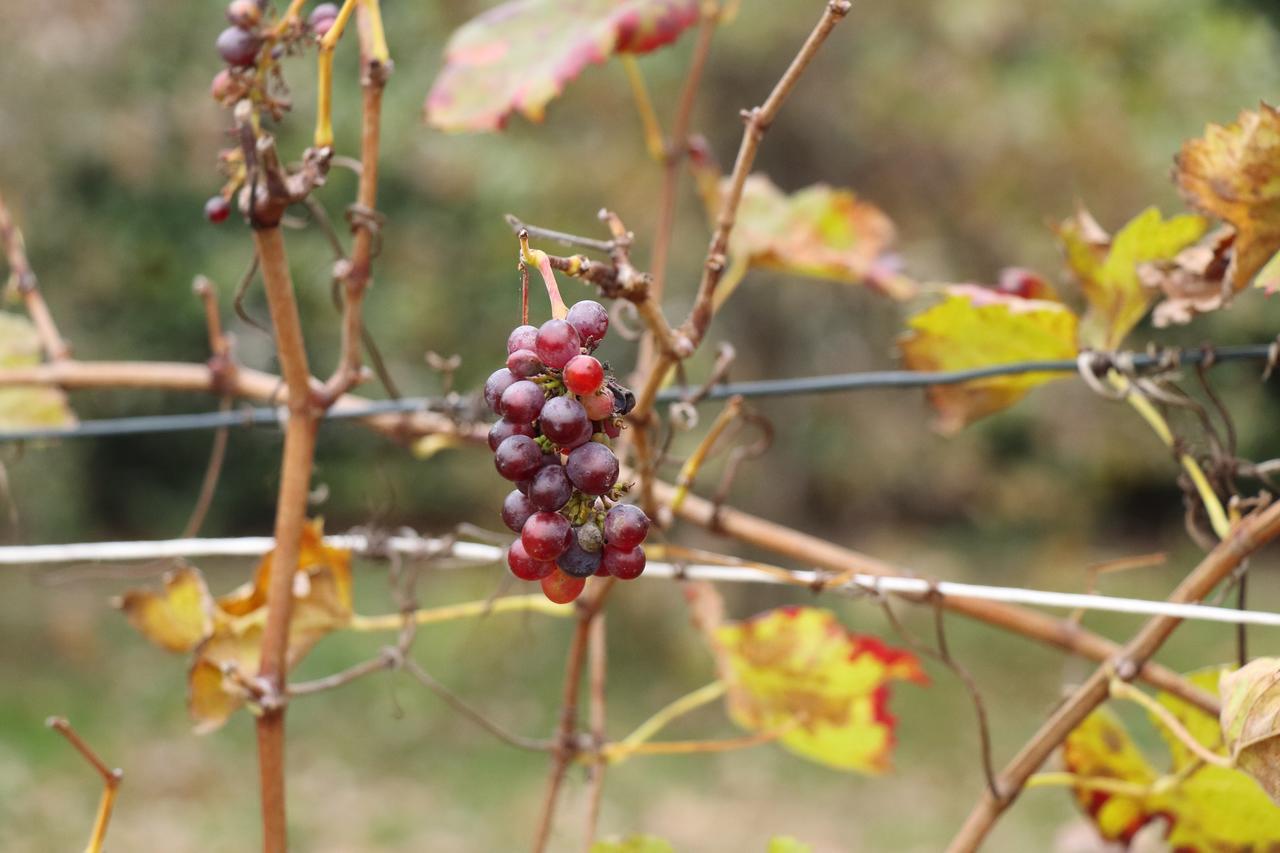 Le Magnolie Agriturismo Verolanuova Esterno foto