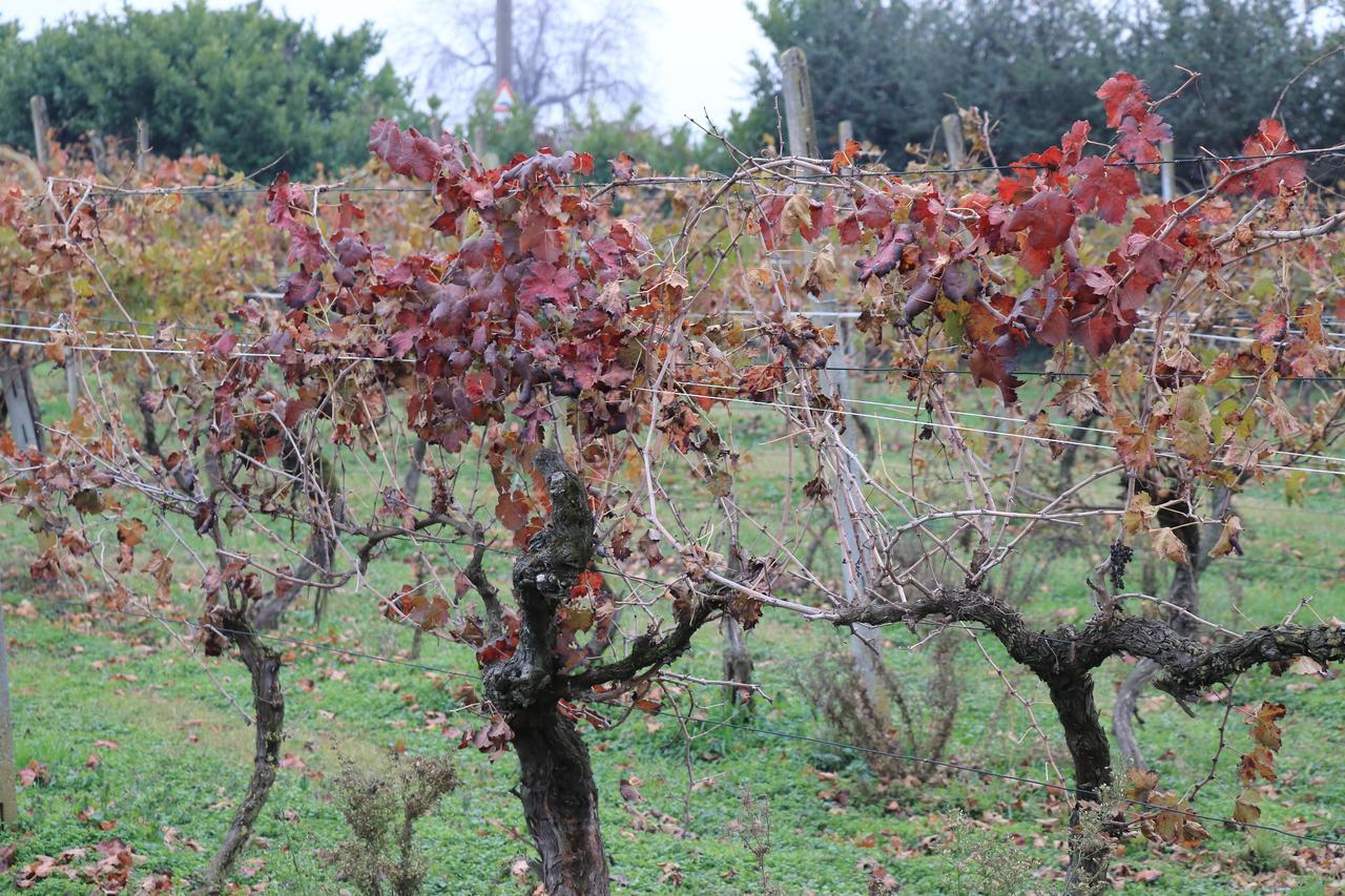 Le Magnolie Agriturismo Verolanuova Esterno foto